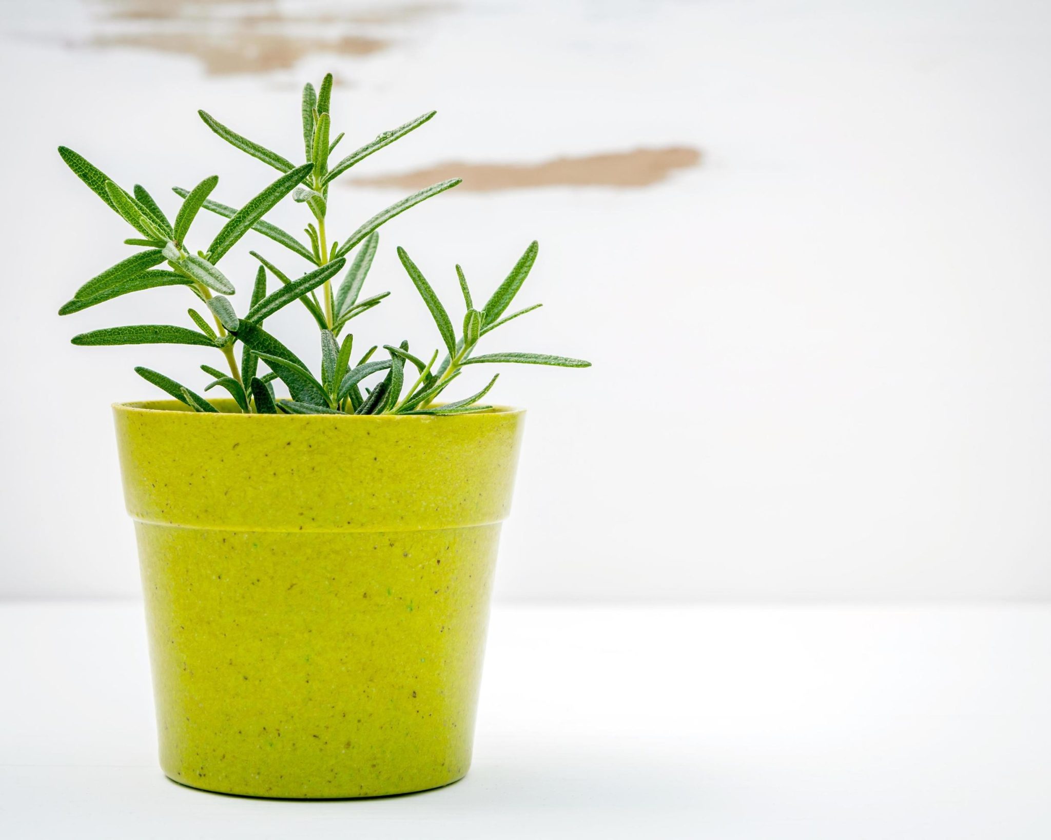 Romarin en pot sur un balcon ensoleillé