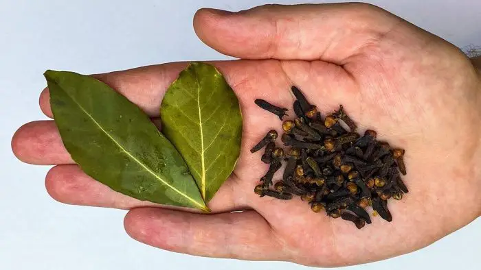 Feuilles de laurier et clous de girofle pour une infusion