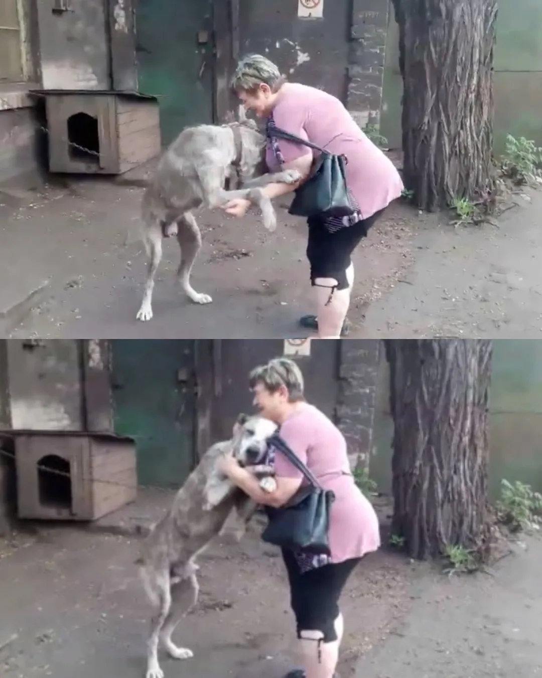 Retrouvailles émouvantes entre Claire et son chien