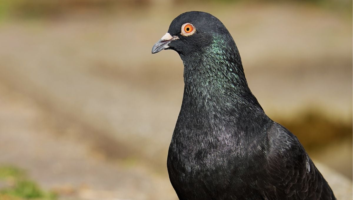 Un pigeon posé sur un rebord de fenêtre, regardant vers l'intérieur