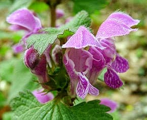 Le lamier pourpre : cette plante discrète que vous piétinez est en fait un trésor de bienfaits insoupçonnés