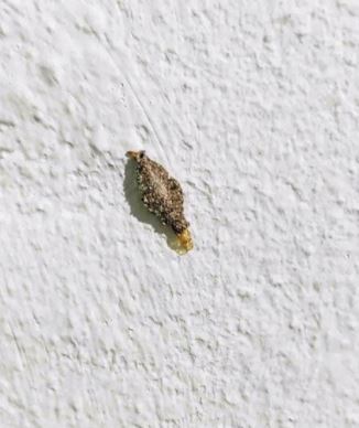Ces drôles de petites chenilles accrochées à vos murs pourraient bien gâcher votre confort – voici comment les débusquer