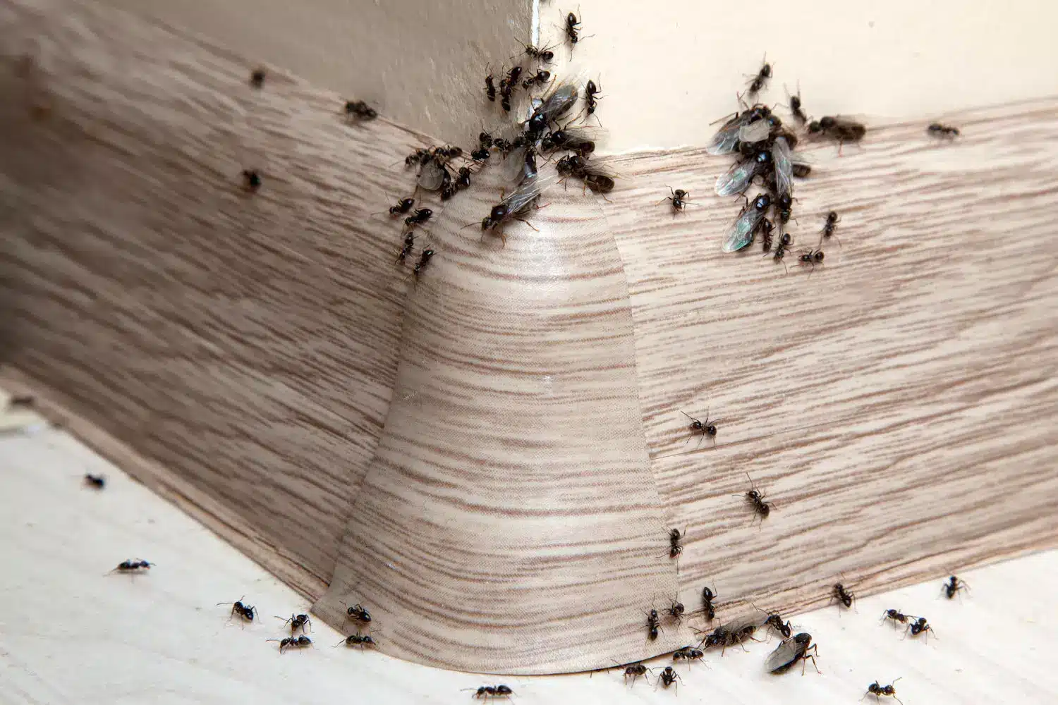 Fourmis en colonie