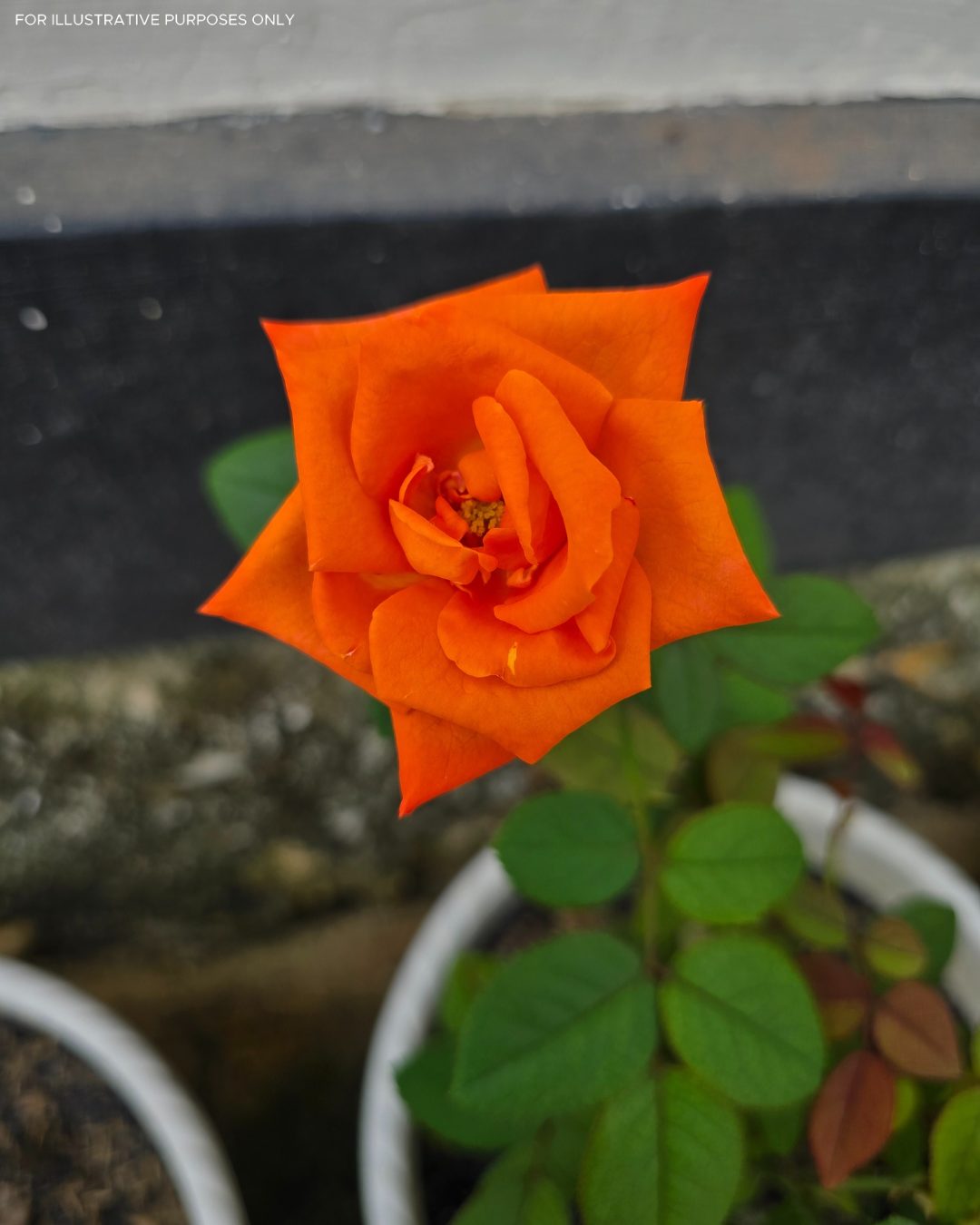 Une rose orange vibrante et pleine de vie