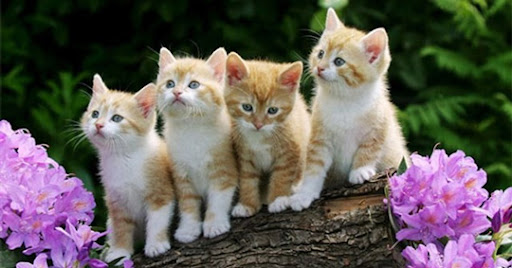 Image stylisée montrant quatre animaux facilement identifiables