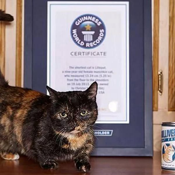 Portrait de Creme Puff, le chat ayant vécu le plus longtemps au monde