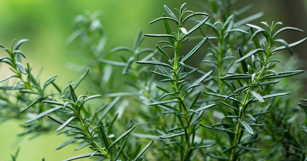 Branches de romarin frais
