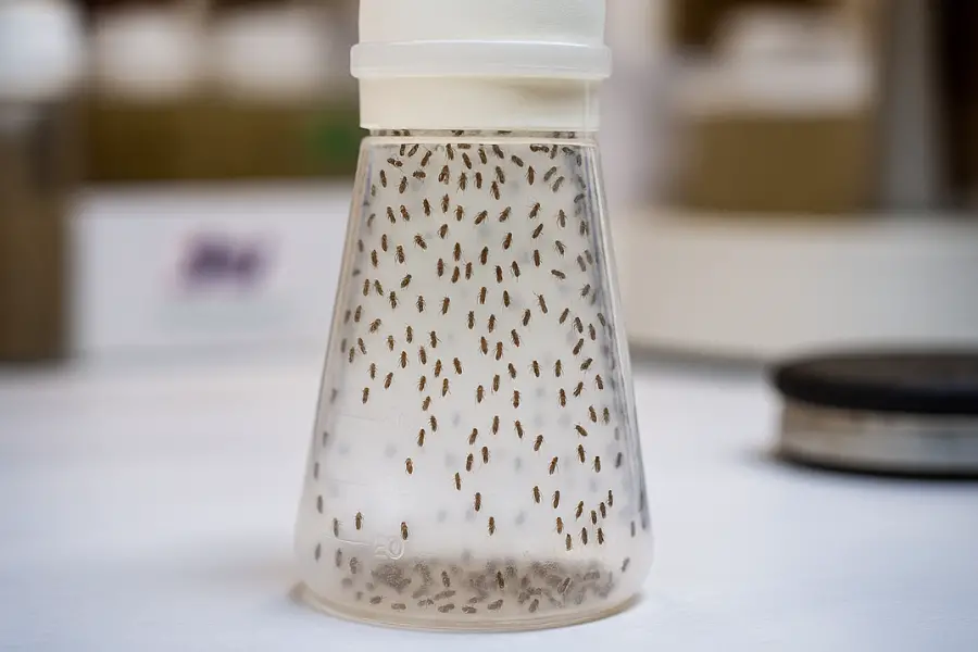 Moucherons autour d'une corbeille de fruits sur un plan de travail de cuisine