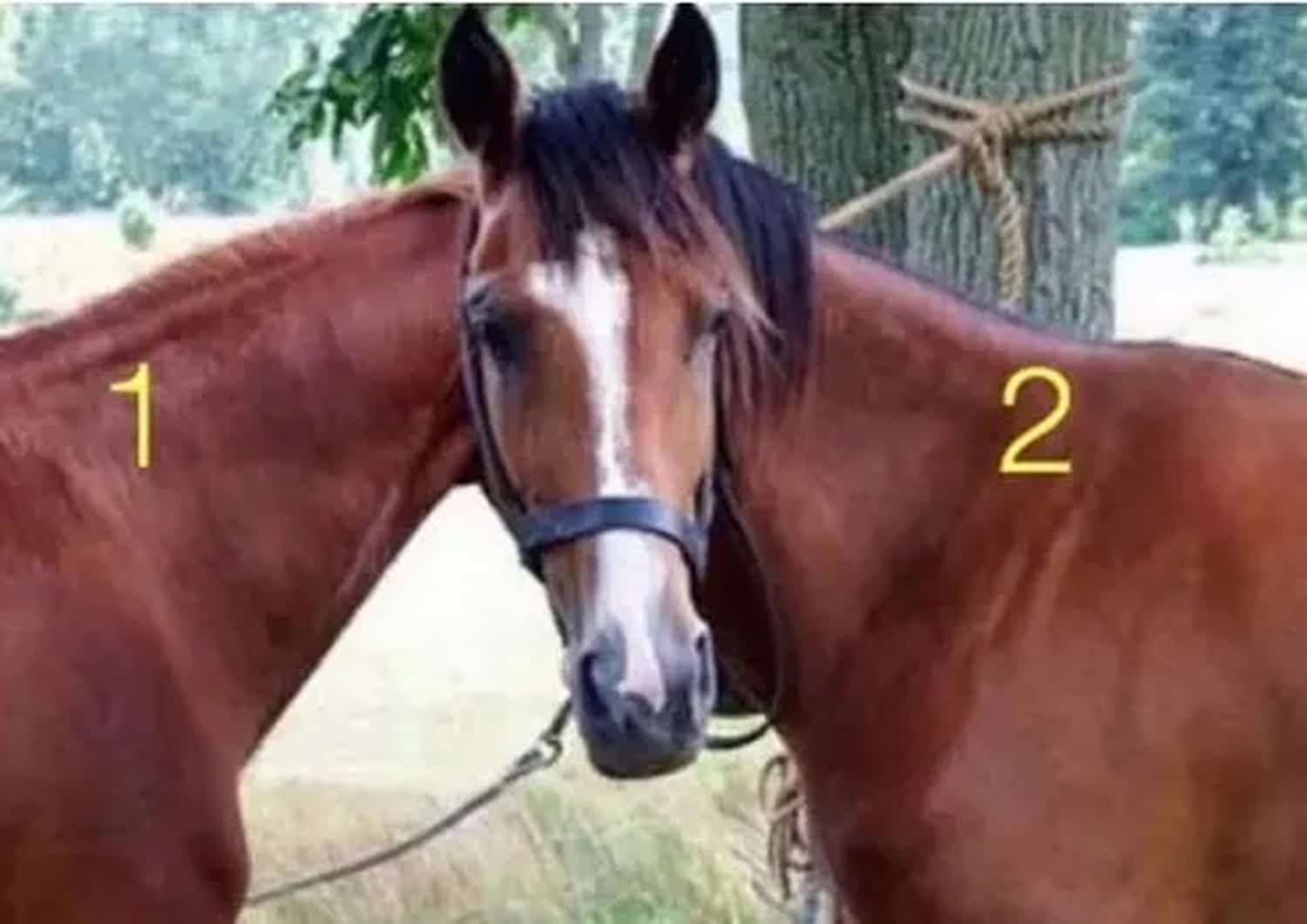Illusion d'optique avec deux chevaux