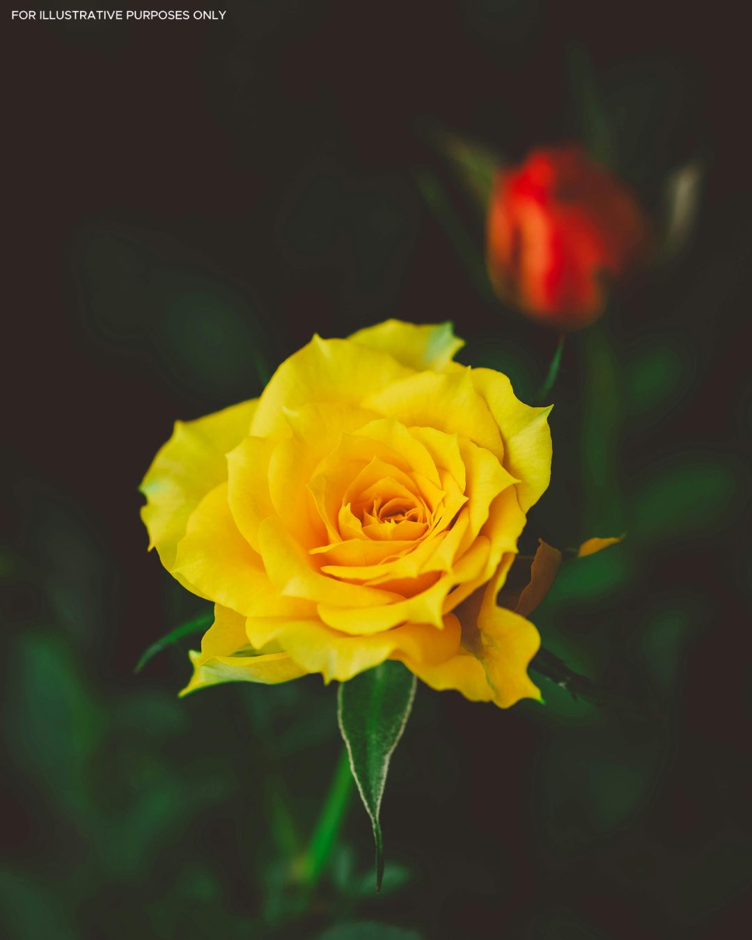Une rose jaune éclatante, symbole de joie