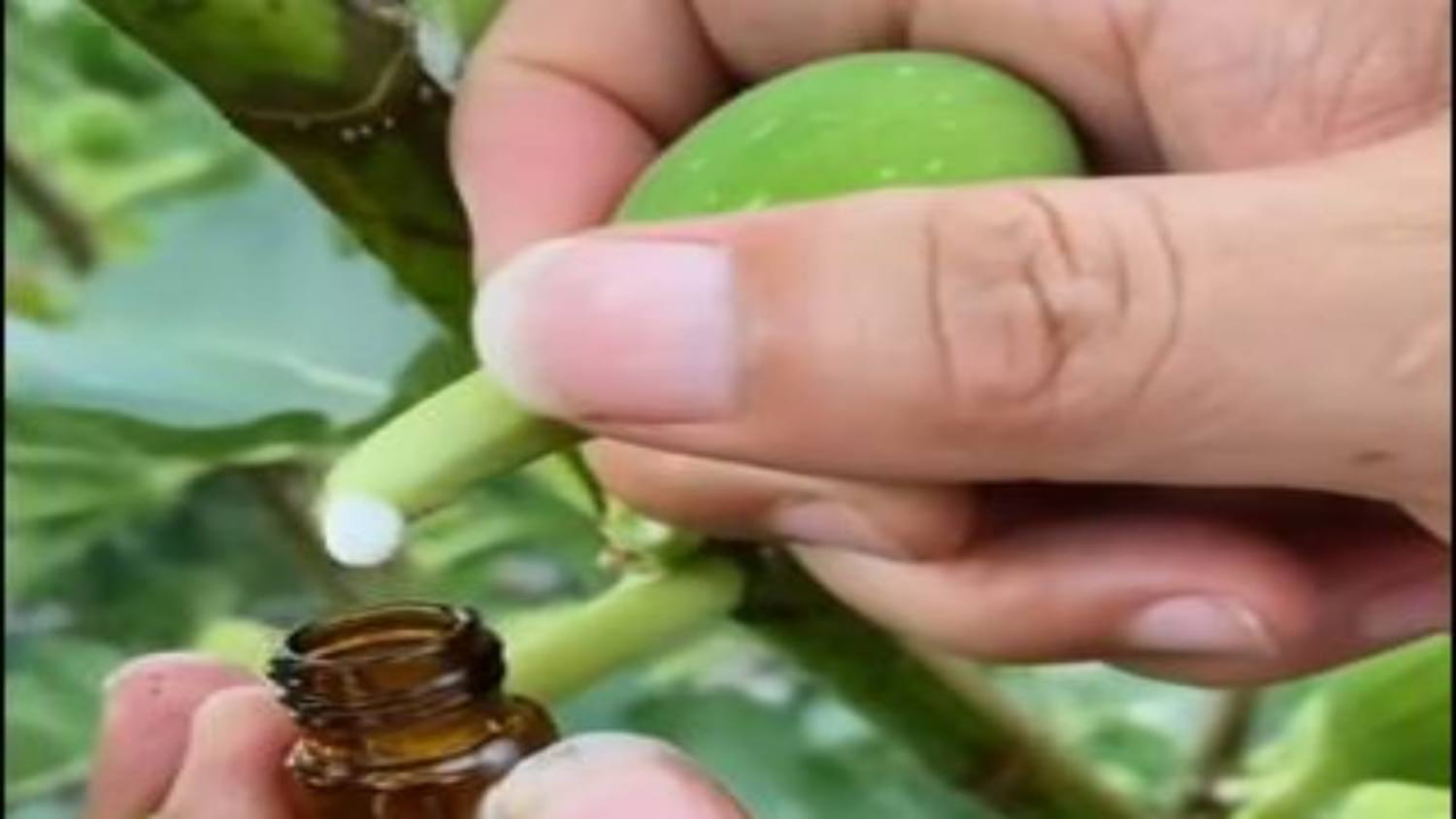 Mains préparant un mélange d'huile et de sève de figuier dans un bol en céramique