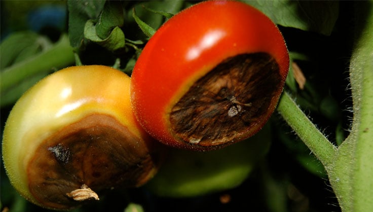 Trois gestes simples pour repérer les tomates vraiment mûries au soleil