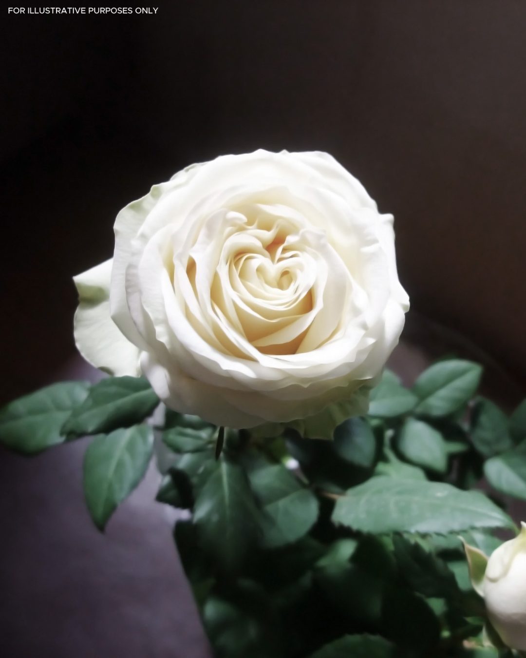 Une rose blanche immaculée, symbole de pureté et de paix