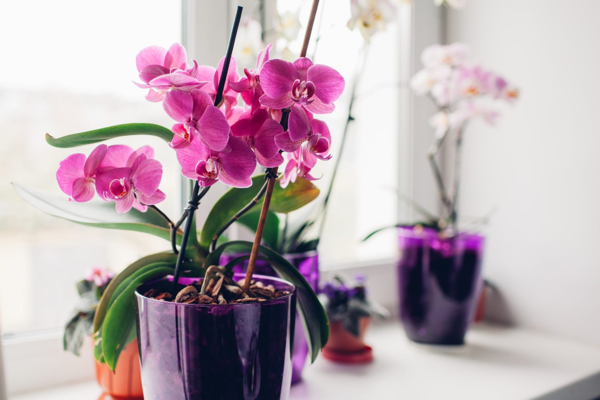 Orchidées en pot, belles et délicates