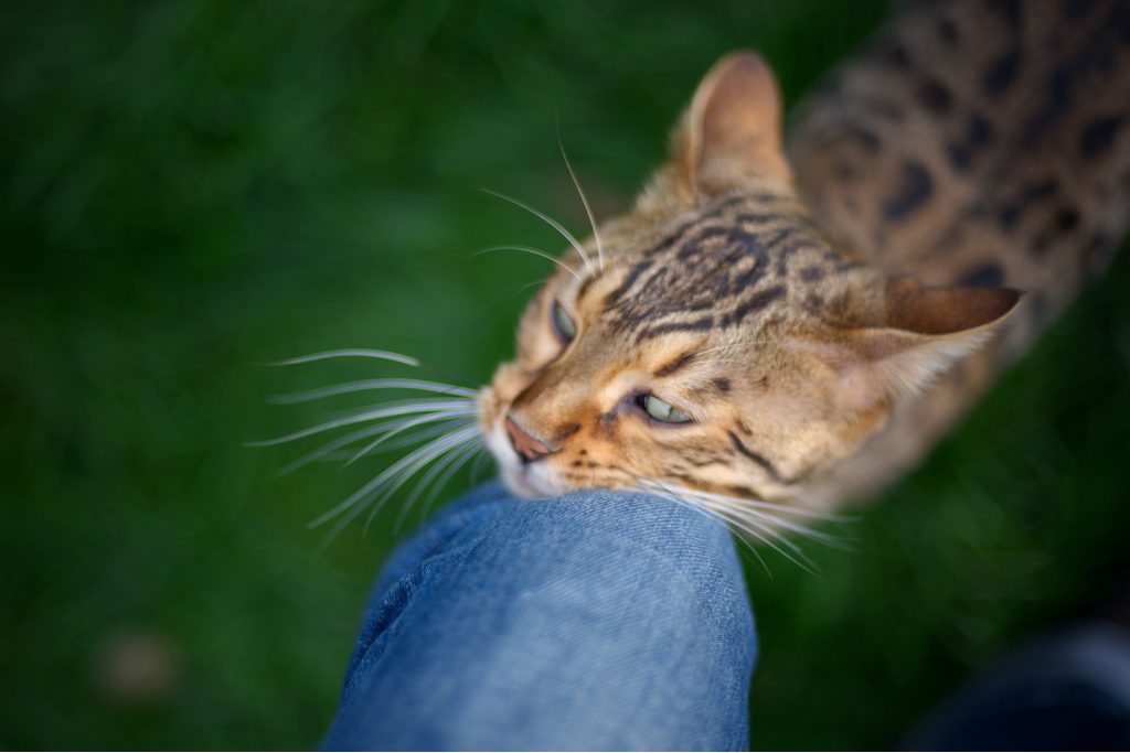 Chat gris et blanc se frottant contre les jambes d'une personne