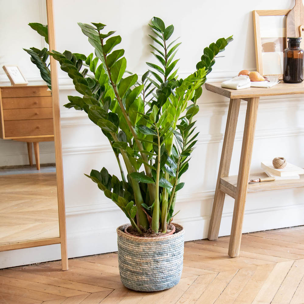 Feuillage lustré et abondant d'un Zamioculcas zamiifolia dans un pot contemporain