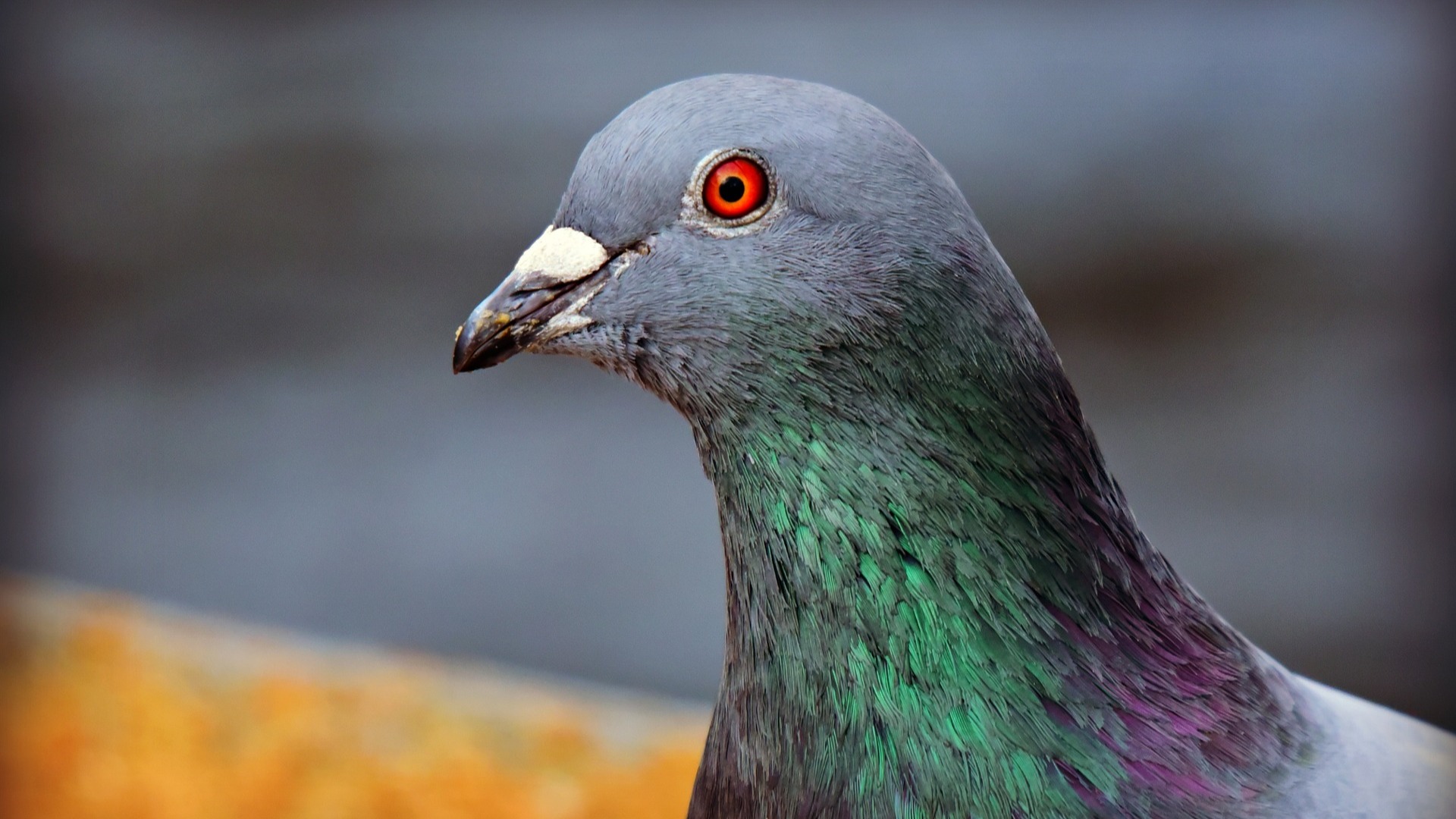 Pigeon gris et blanc posé sur un rebord de fenêtre ensoleillé