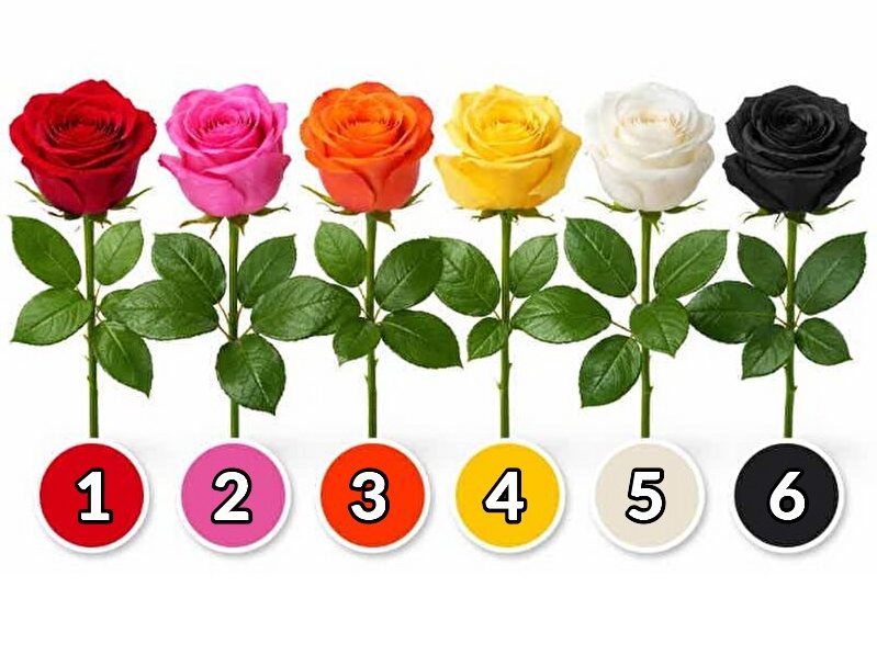 Un bouquet de roses multicolores : rouge, rose, orange, jaune, blanche et noire