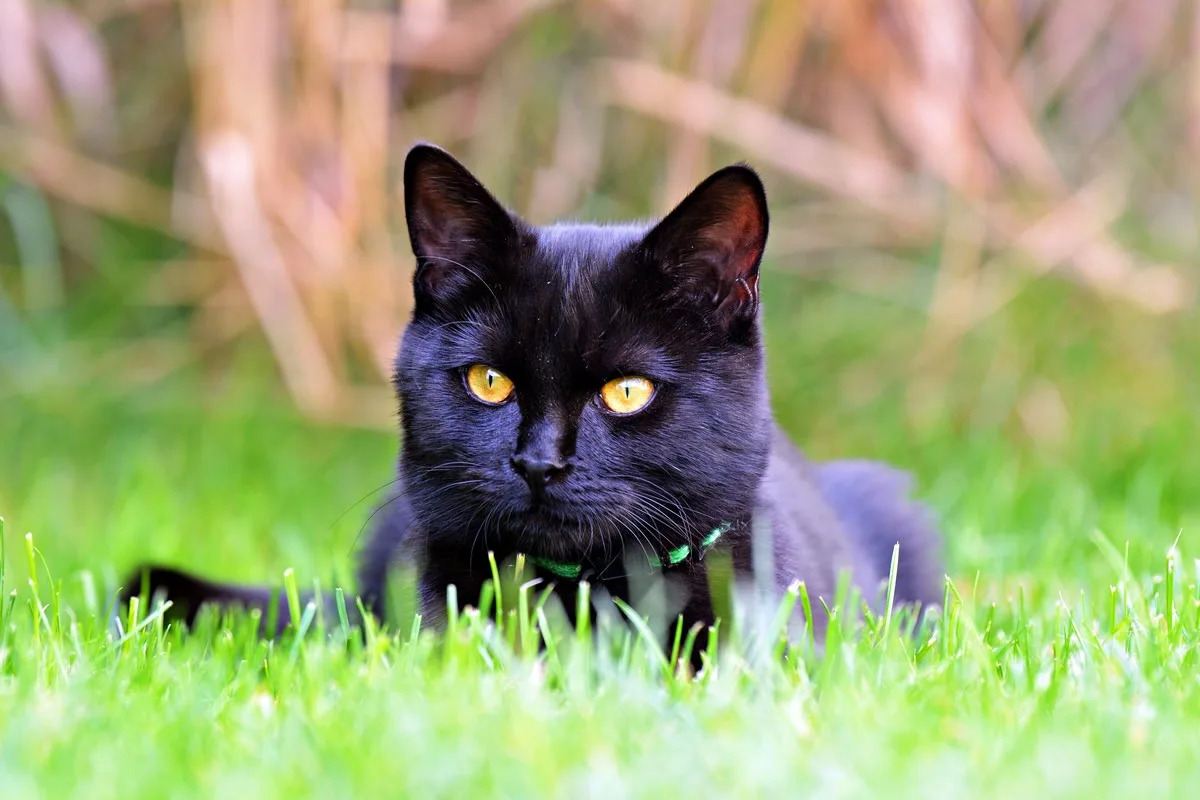 Représentation artistique d'un chat noir dans un style antique