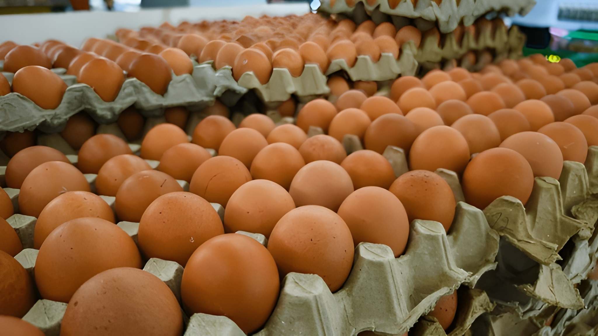 Gros plan sur un œuf avec le code chiffré visible sur sa coquille