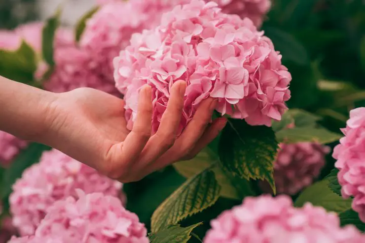 Hortensias en fleurs dans un jardin