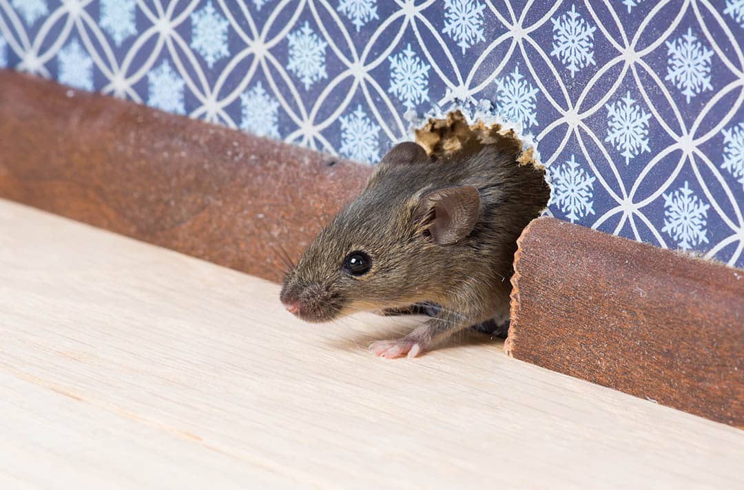 Le dentifrice, votre allié secret pour chasser rats, souris et insectes de la maison
