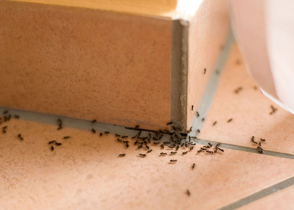 Citron et sel : l’astuce de grand-mère qui transforme votre ménage en or
