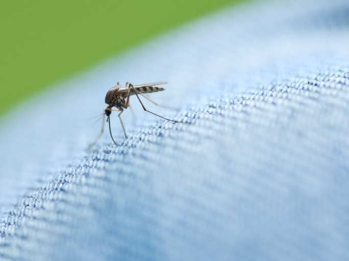 Différentes plantes aromatiques comme la citronnelle et la lavande sur une table