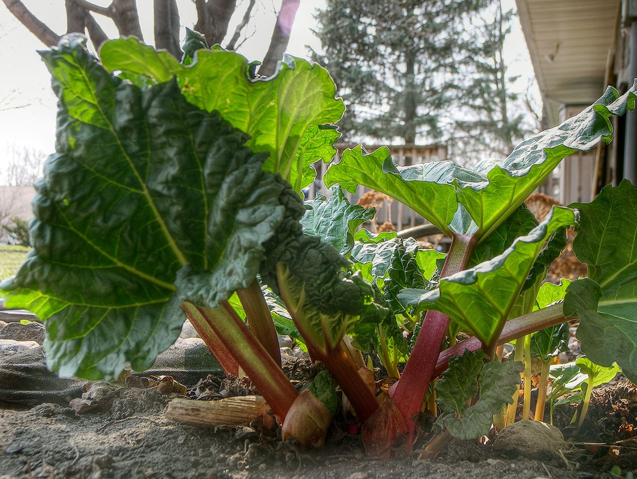 Ces aliments du quotidien qui peuvent se transformer en poison mortel