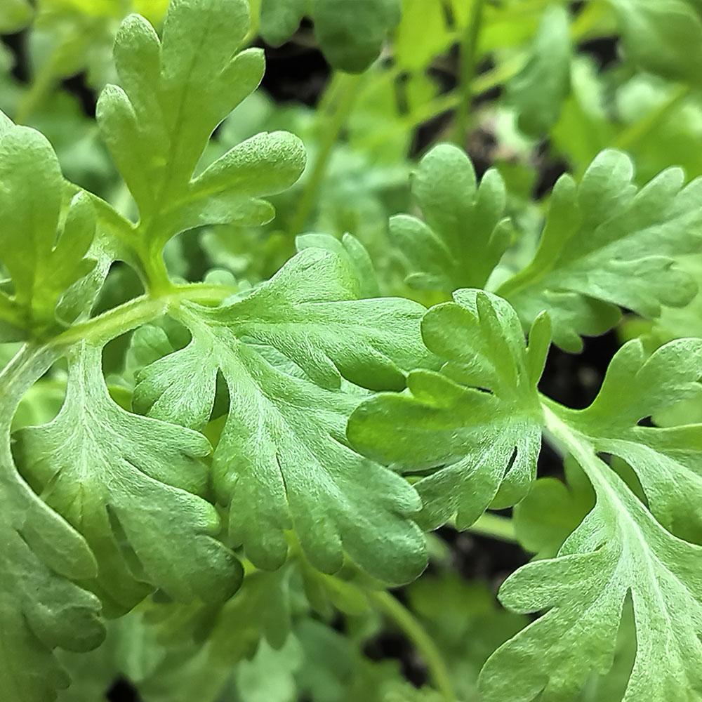 Macrophotographie des fleurs et feuilles d'absinthe, montrant leurs détails et leur couleur vert-gris
