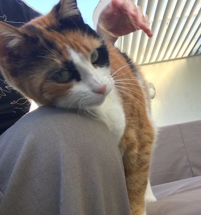 Chat roux se frottant le visage contre un doigt