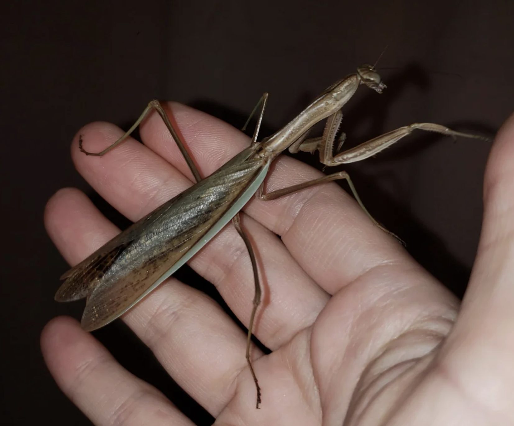 Mante religieuse observée près d'une fenêtre dans une maison