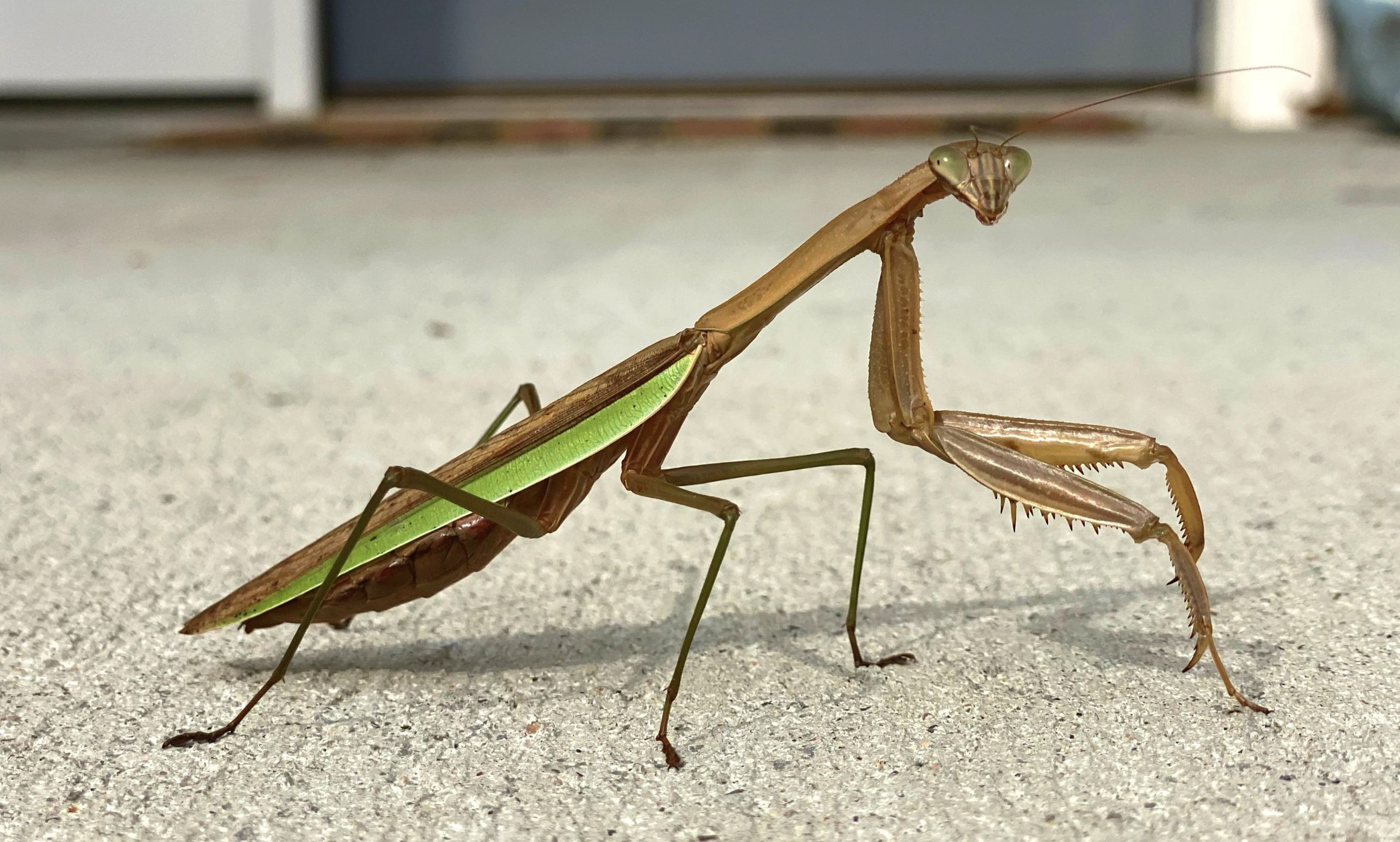 Représentation artistique d'une mante religieuse et de ses symboles