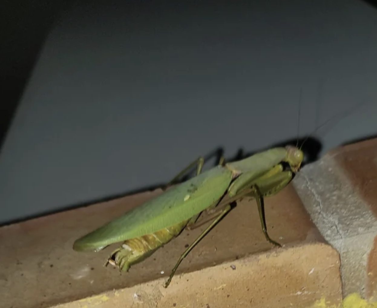 Mante religieuse sur une plante d'intérieur