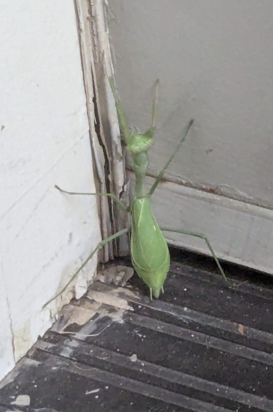 Personne guidant délicatement une mante religieuse vers l'extérieur