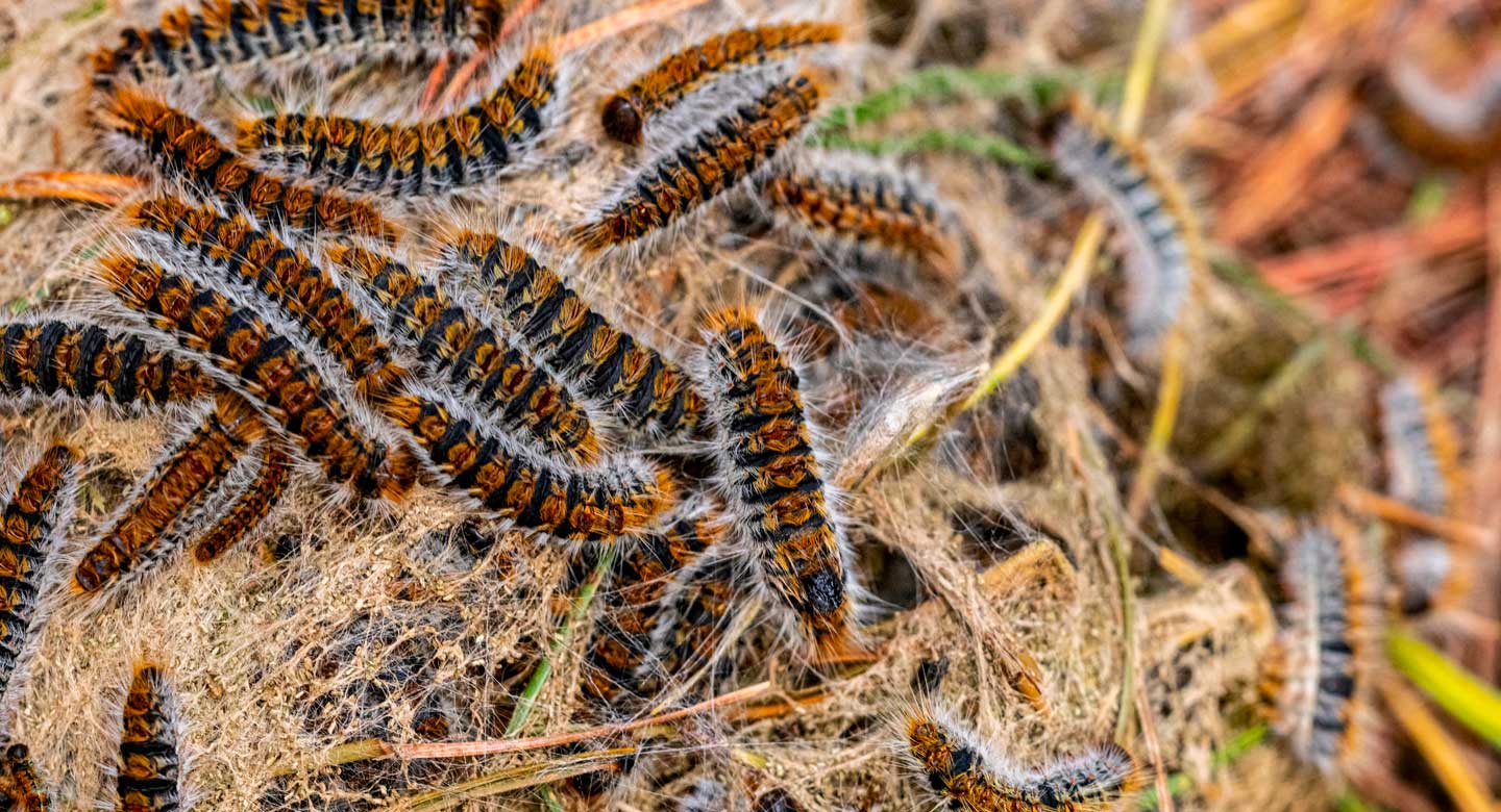 Chenilles processionnaires en détail