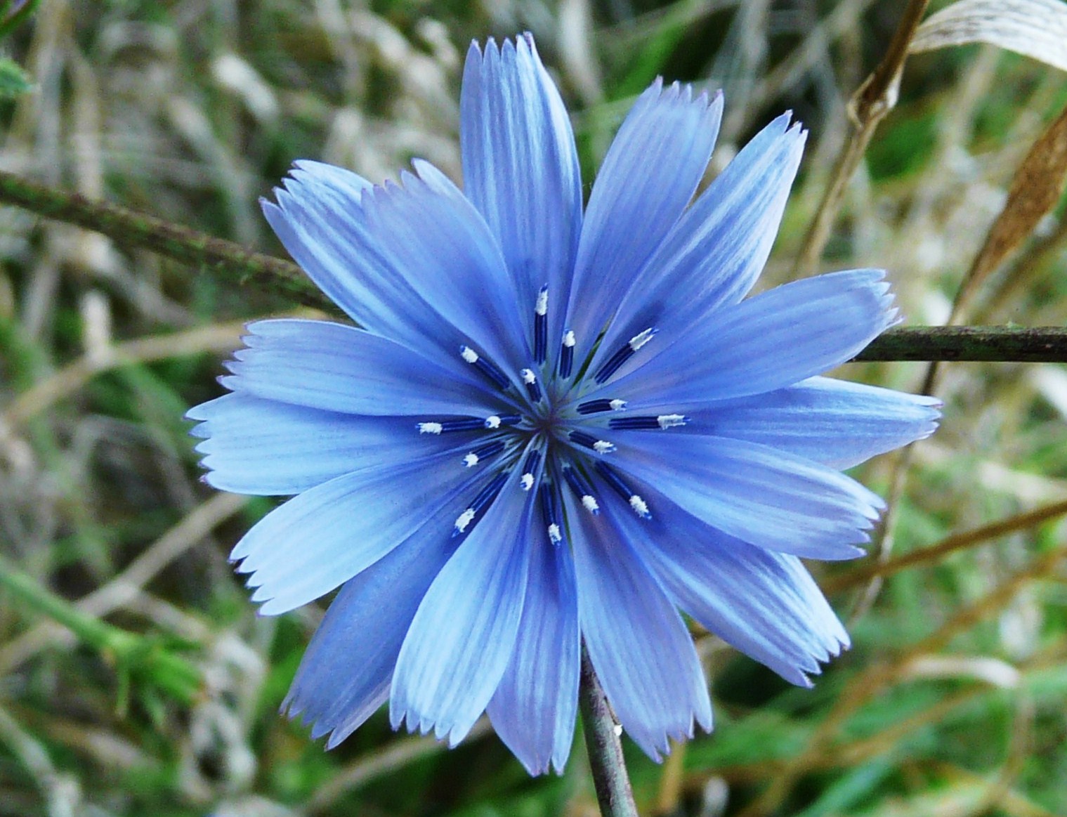 Champ de chicorée sauvage aux fleurs bleutées