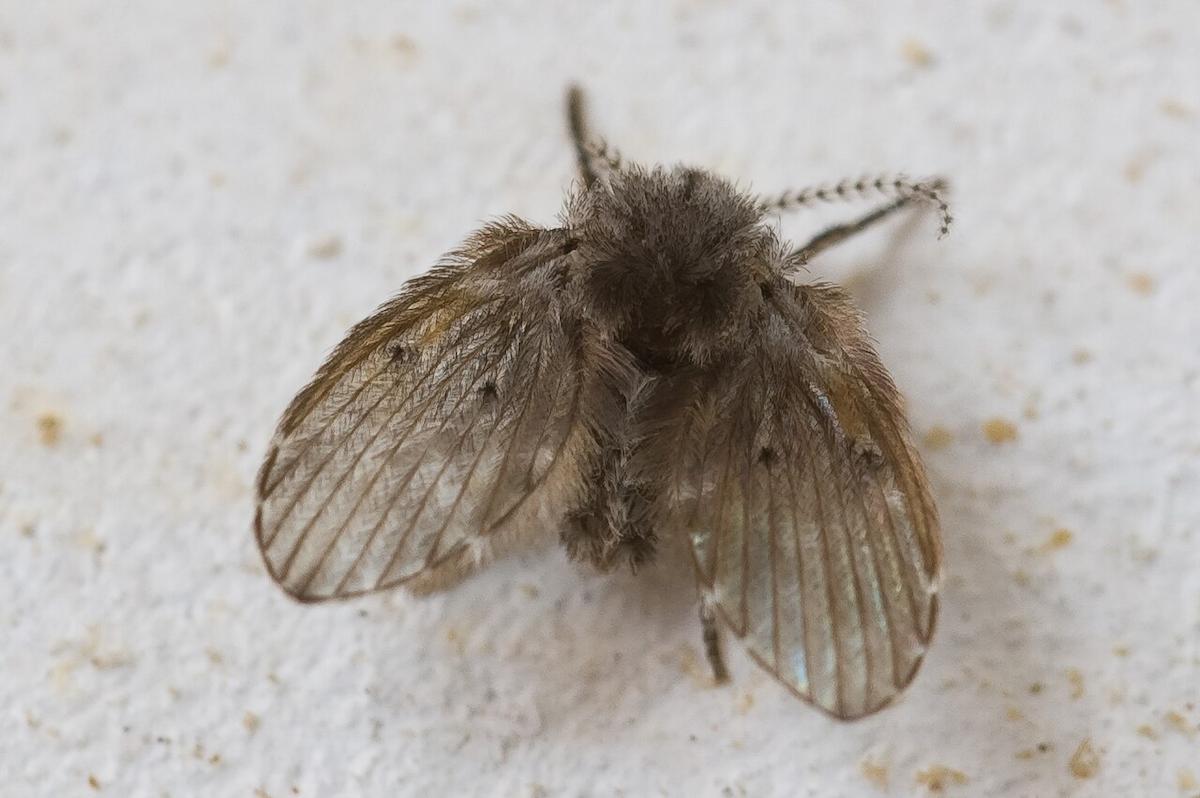 Mouche de canalisation posée près d'un lavabo