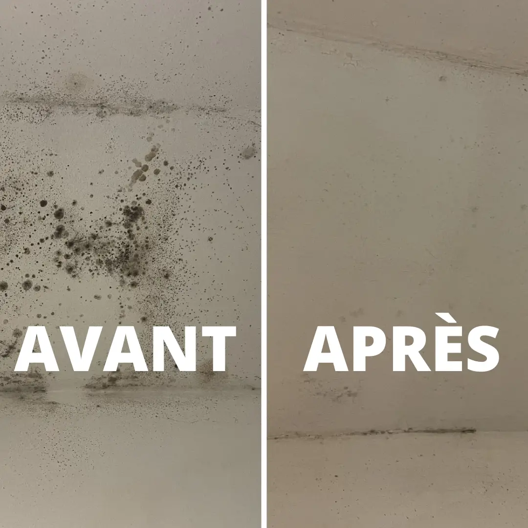 Produits naturels contre les moisissures