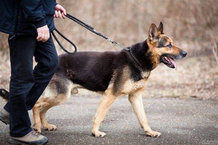 Portrait de Luna, le berger allemand héroïque