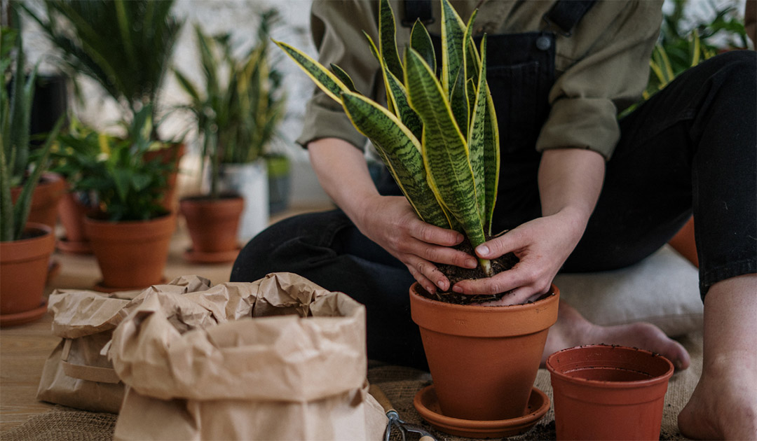 Plusieurs plantes d'intérieur arrosées grâce à des systèmes bouteille-ficelle