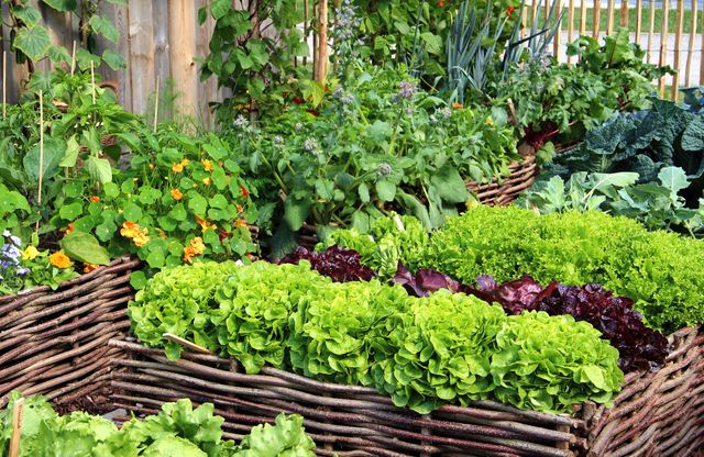 Personne pulvérisant un traitement naturel sur des plantes vertes dans un jardin