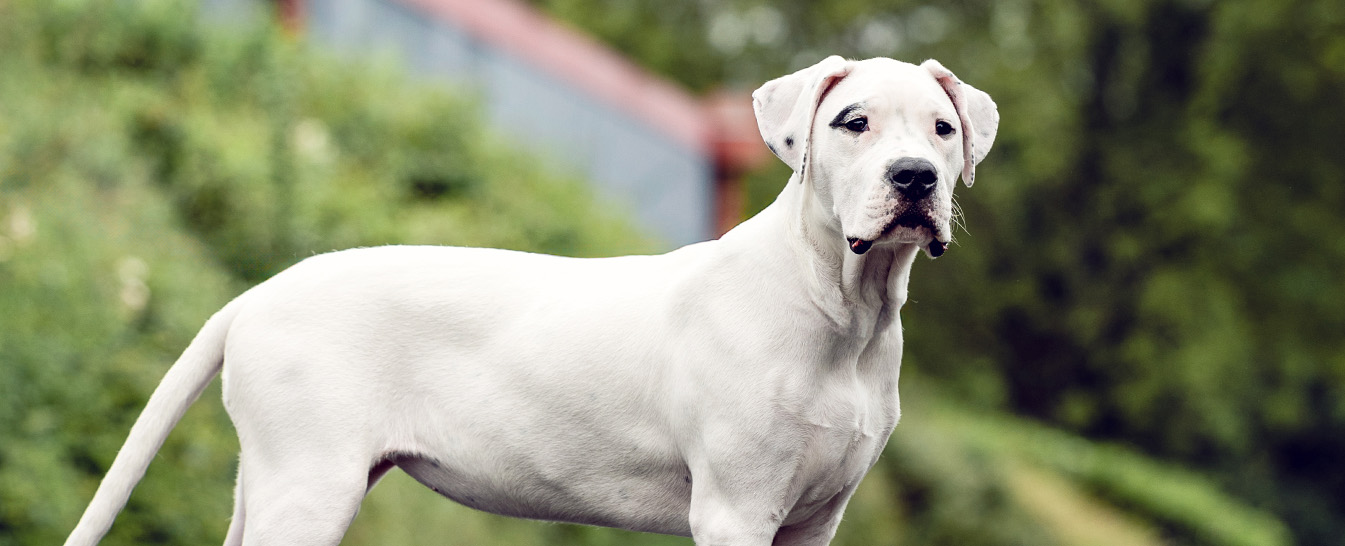 Un Dogue Argentin, chien de grande taille au pelage blanc, regardant avec attention.