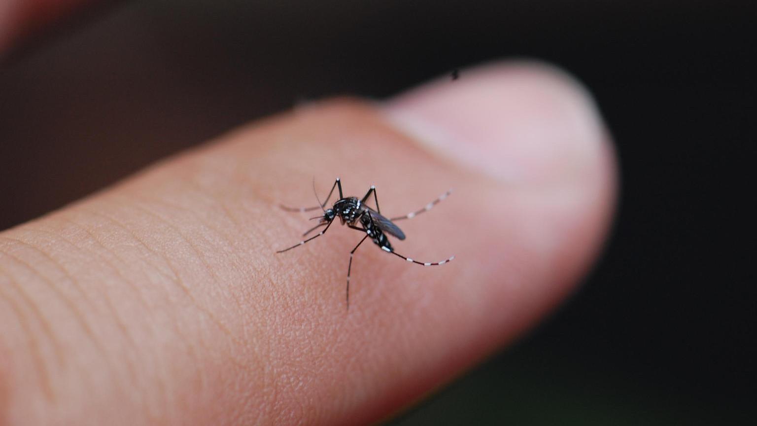 L’ail, votre nouvel allié anti-nuisibles : comment dire adieu aux souris, cafards, moustiques et lézards sans chimie
