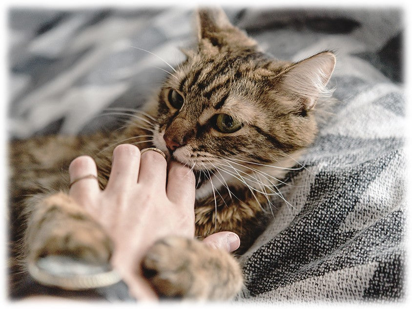 Chat ronronnant sous les caresses de son propriétaire