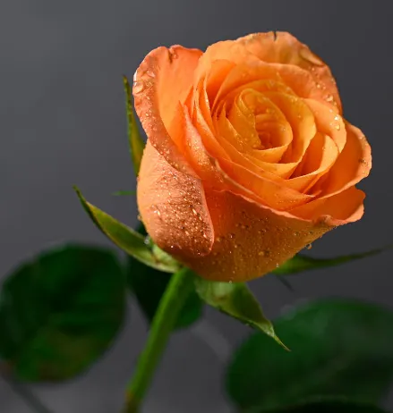 Une rose orange vibrante et éclatante