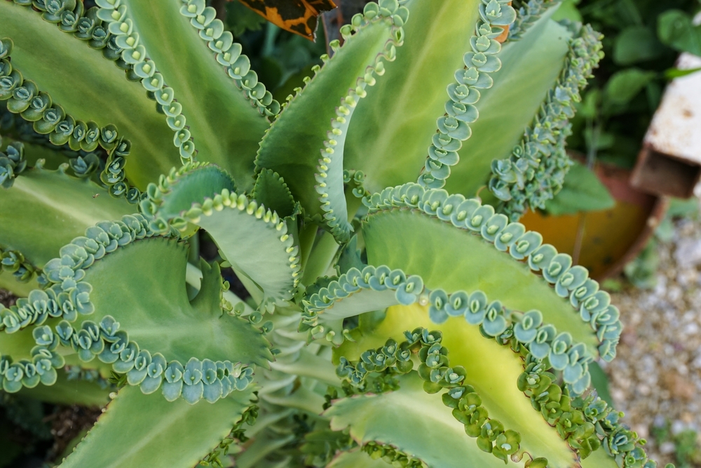 Feuilles de kalanchoé fraîches