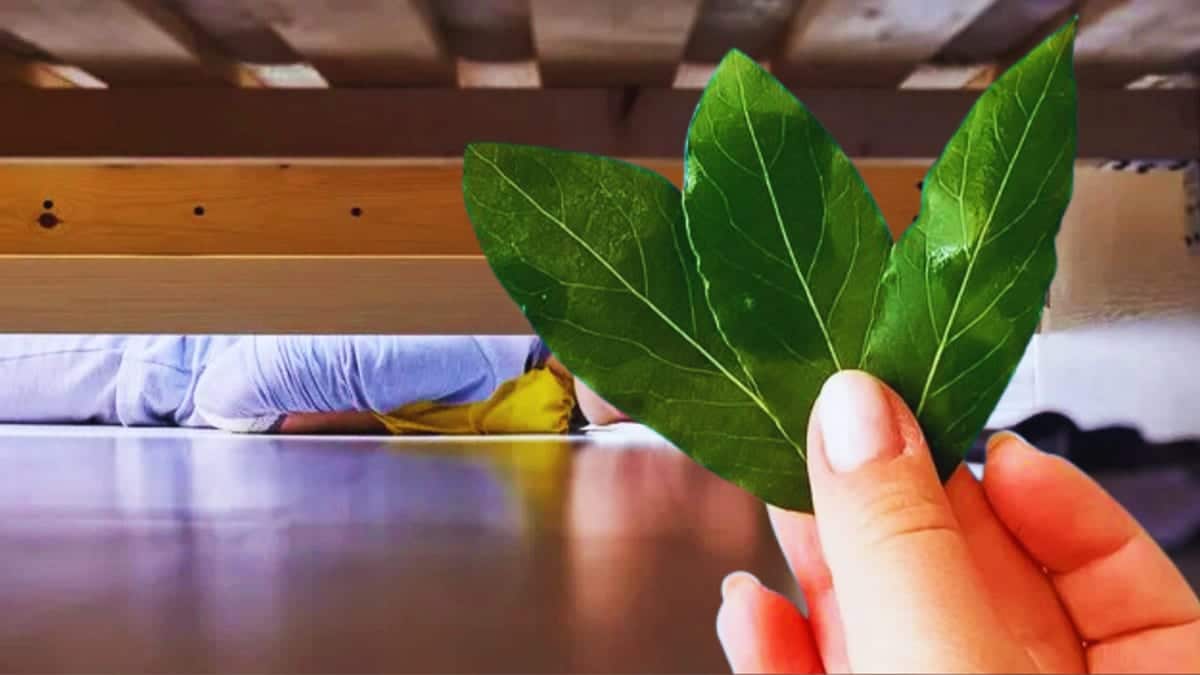 Main tenant des feuilles de laurier séchées au-dessus d'un lit