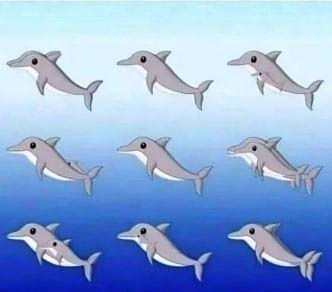 Jeu d'observation avec des dauphins cachés
