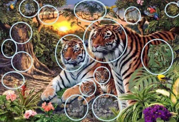 Solution de l'énigme des tigres